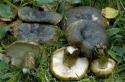 Чернушка: идеальный гриб для засолки